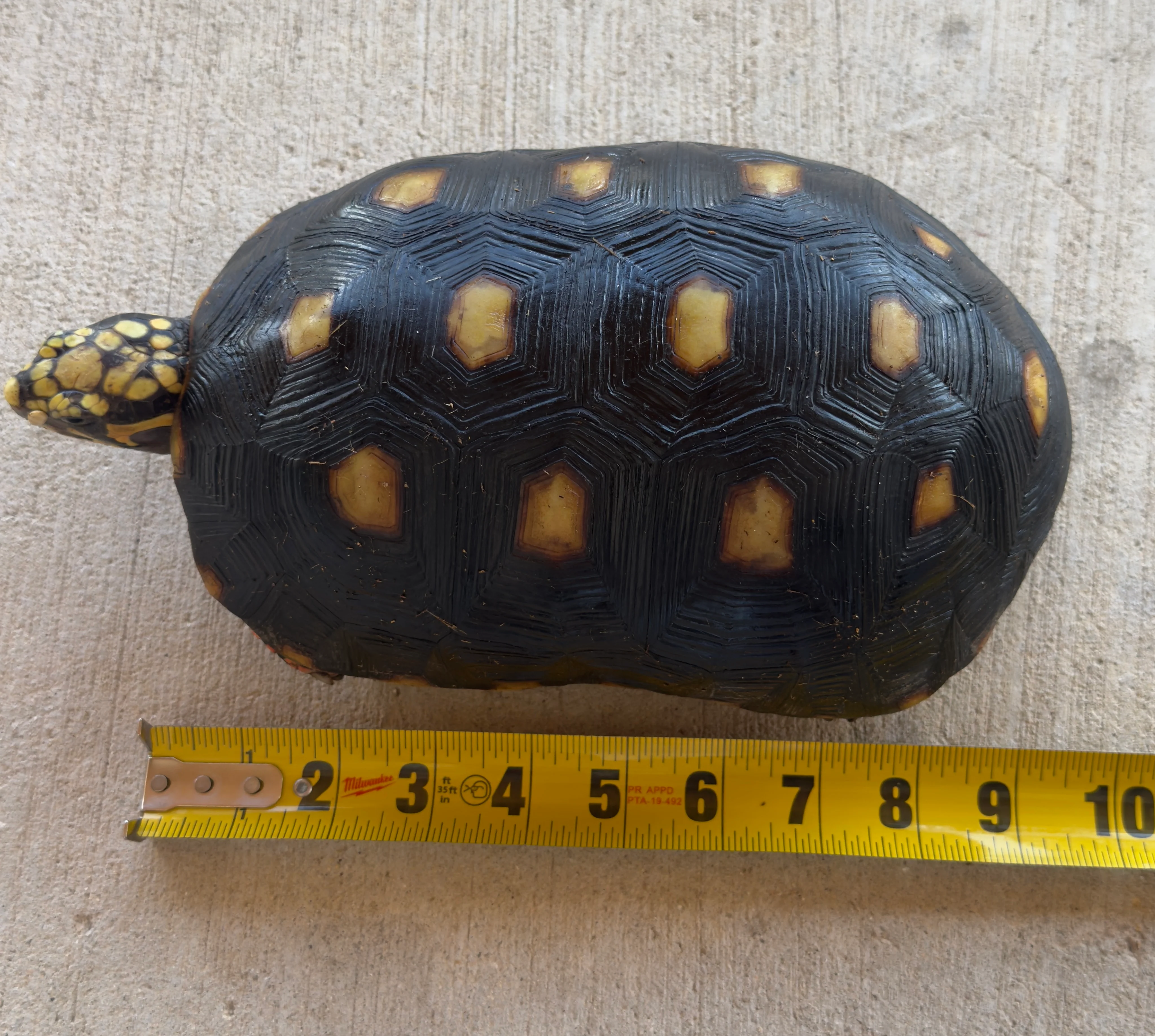 Tortoises
